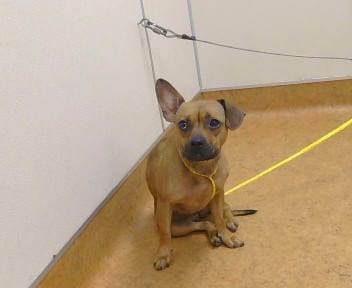 Photo of Maisie, adoptable Chihuahua in Sacramento, California
