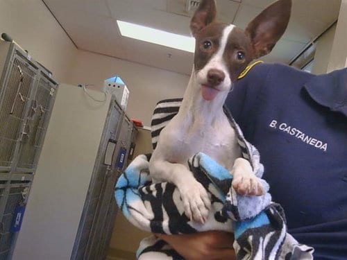 Photo of Daisy, adoptable Chihuahua in Sacramento, California