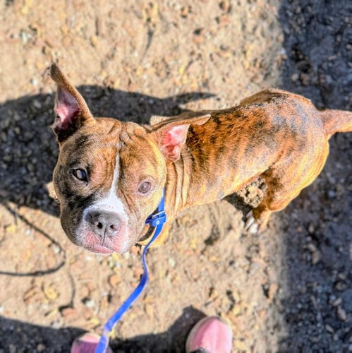 Photo of Beau, adoptable American Pit Bull Terrier in Oakland, California