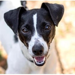 Photo of Jax, adoptable Rat Terrier in Baton Rouge, Louisiana