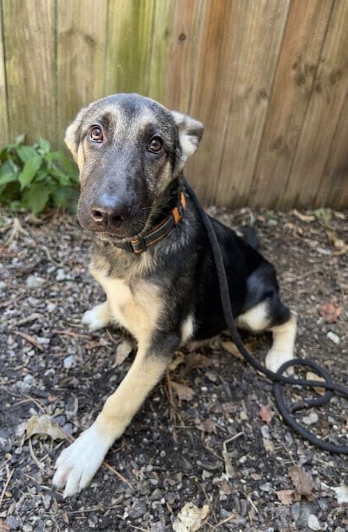 Photo of Nerida, adoptable German Shepherd Dog in Clarkesville, Georgia