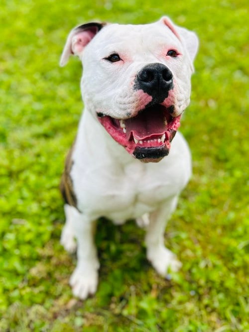 Photo of Chance, adoptable American Bulldog in Elizabethtown, Pennsylvania