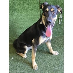 Photo of Nyla, adoptable German Shepherd Dog Bernese Mountain Dog in Lancaster, California
