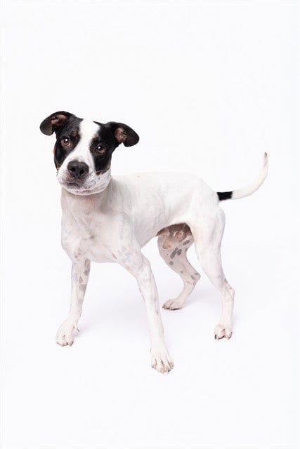 Photo of Marvin, adoptable American Bulldog in Miami, Florida