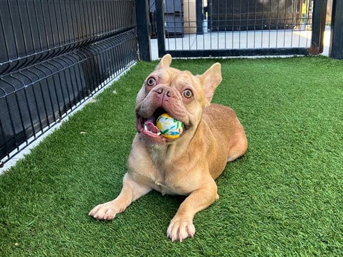 Photo of Jay, adoptable French Bulldog in Orange, California