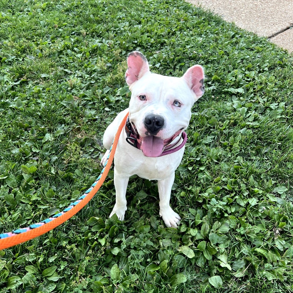 Photo of King Kong, adoptable Mixed Breed (Large) in St. Louis, Missouri