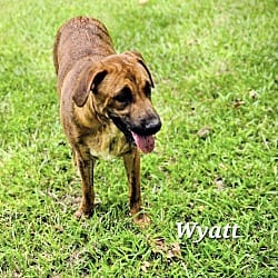 Photo of Wyatt, adoptable Catahoula Leopard Dog in East Hartford, Connecticut
