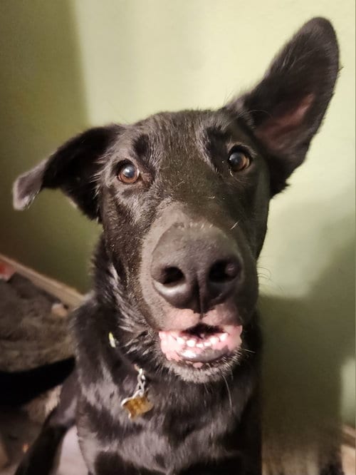 Photo of Reginald Dwight, adoptable Labrador Retriever in Sandy, Utah