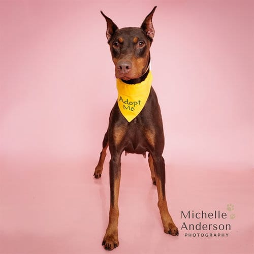 Photo of Bambie, adoptable Doberman Pinscher in Corona, California