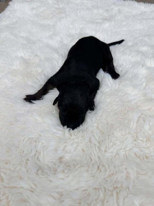 Photo of New Light Litter Zenith Orange- Located in CA, adoptable Belgian Shepherd Malinois in Imlay City, Michigan