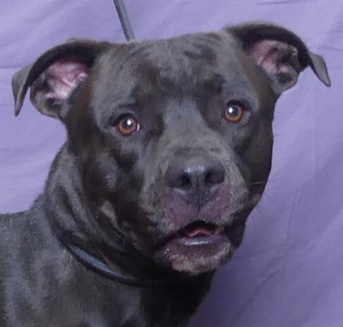 Photo of Ross, adoptable Pit Bull Terrier in Ukiah, California