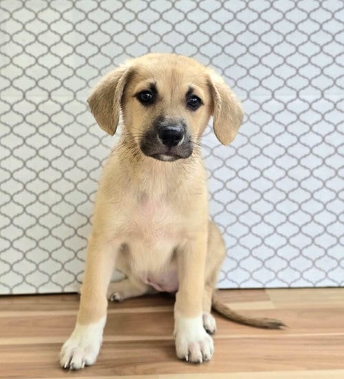 Photo of Edith, adoptable Labrador Retriever in Sedalia, Colorado