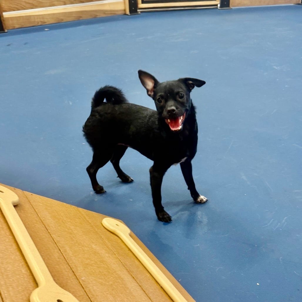 Photo of Winterfresh, adoptable Chihuahua / Pug in Oceanside, California