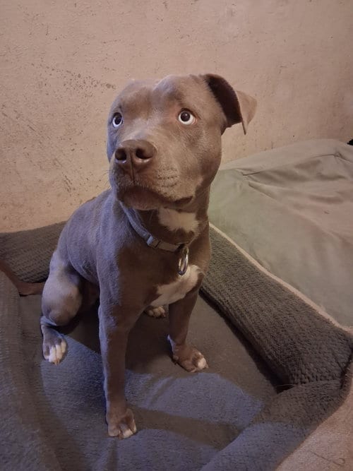 Photo of Avery, adoptable Staffordshire Bull Terrier in San Juan Bautista, California