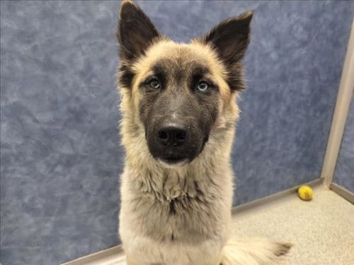 Photo of Traviessa, adoptable German Shepherd Dog in Fort Collins, Colorado