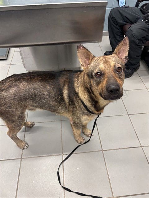 Photo of Butch, adoptable German Shepherd Dog in Corpus Christi, Texas
