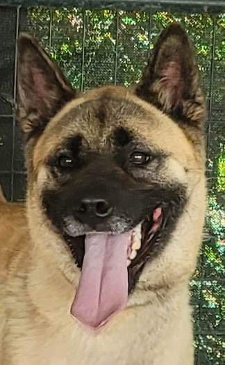 Photo of Lexi, adoptable Akita in Pottstown, Pennsylvania