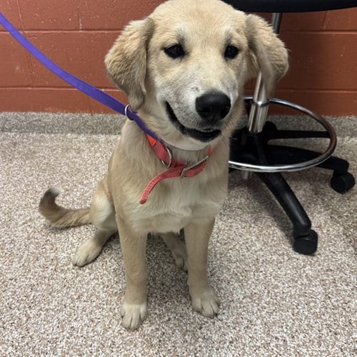 Photo of Sophie, adoptable Golden Retriever in Pueblo, Colorado