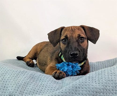 Photo of Lady, adoptable Pit Bull Terrier in Thousand Palms, California