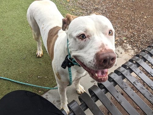 Photo of Ranger, adoptable American Pit Bull Terrier in Phoenix, Arizona