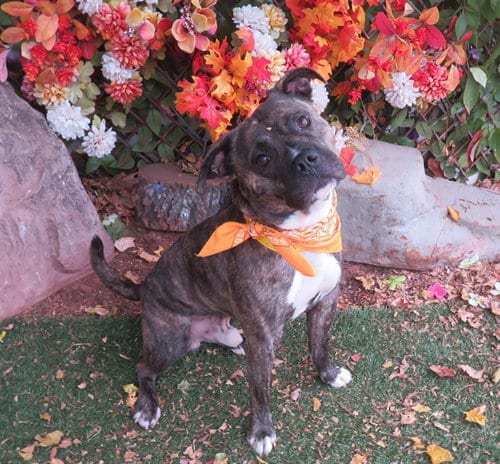 Photo of Jetson, adoptable Pit Bull Terrier in Oklahoma City, Oklahoma