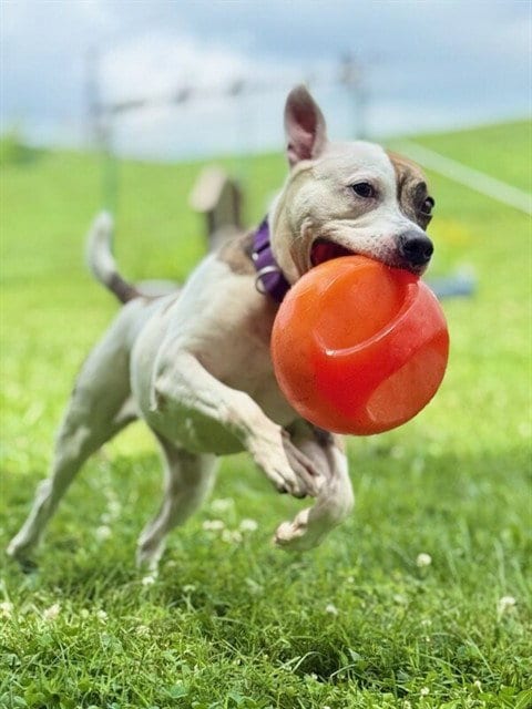 Photo of Jane, adoptable Pit Bull Terrier in St Peters, Missouri