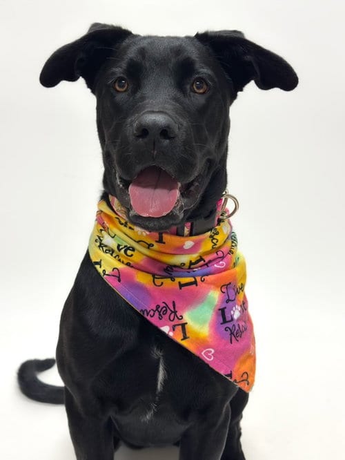 Photo of Roxy, adoptable Labrador Retriever in Hayward, California