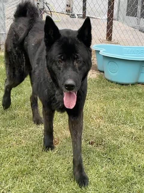 Photo of Akeelah, adoptable Akita in San Bernardino, California
