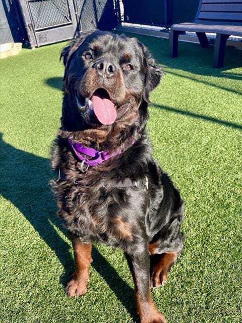 Photo of Homer, adoptable Rottweiler in San Francisco, California