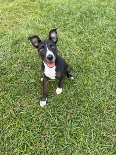 Photo of A525224, adoptable Rat Terrier in Wilmington, North Carolina