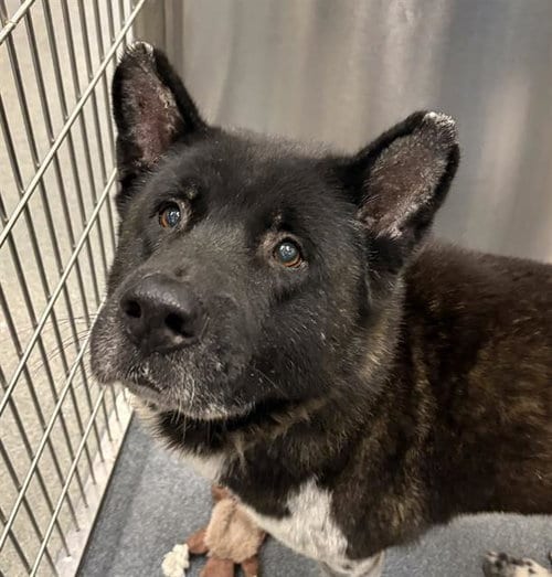 Photo of Twister, adoptable Akita in Dallas, Texas