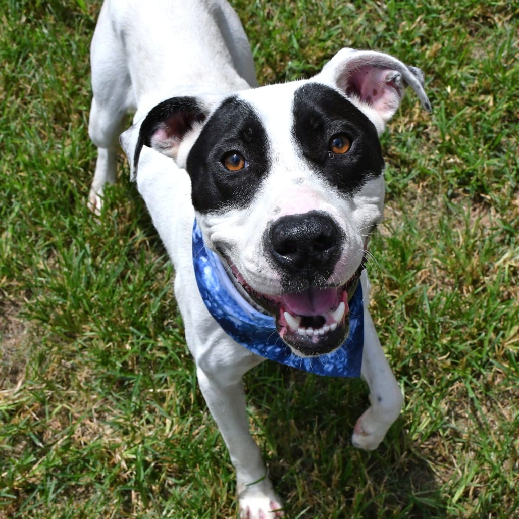 Photo of Walter, adoptable Terrier, Pit Bull in Beaumont, Texas