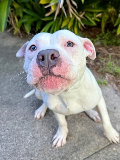 Photo of Quasar, adoptable Terrier in New Orleans, Louisiana