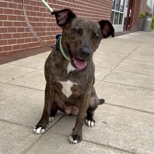 Photo of Brinny, adoptable Pit Bull Terrier in Chantilly, Virginia