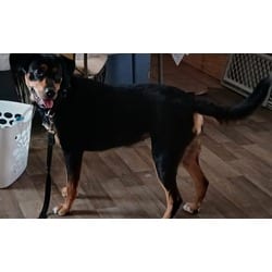 Photo of Mirah, adoptable Rottweiler in Baton Rouge, Louisiana