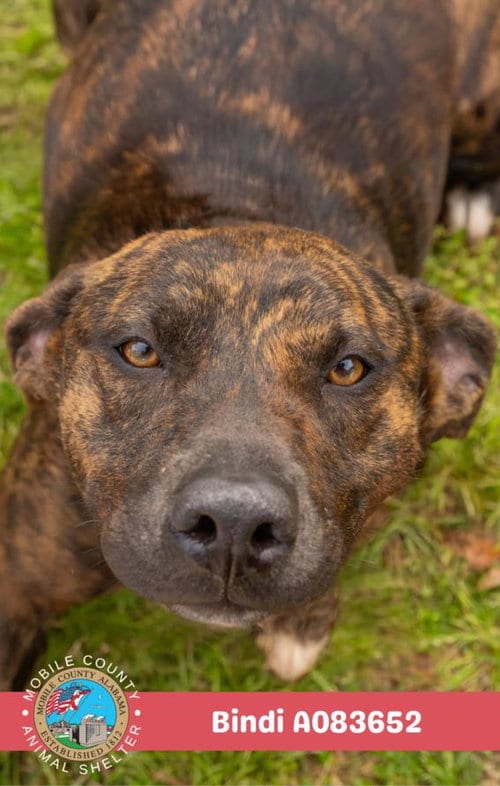 Photo of Bindi, adoptable Plott Hound in Mobile, Alabama