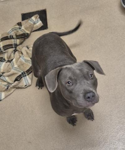 Photo of Water Bear, adoptable Pit Bull Terrier in Decatur, Illinois