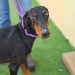Photo of Gemma LR, adoptable Doberman Pinscher in Hartford, Connecticut