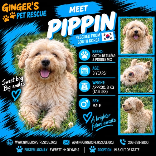 Photo of Pippin From Korea, adoptable Coton de Tulear in Federal Way, Washington