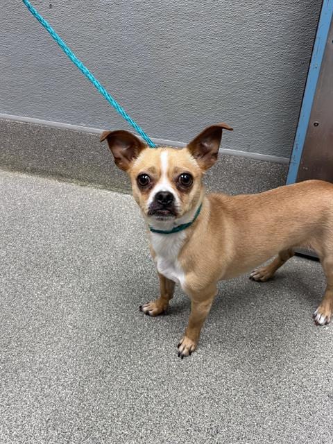 Photo of Britney, adoptable Chihuahua in Las Vegas, Nevada
