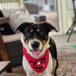 Photo of Miss Bea JuM/HS, adoptable Shar Pei Mixed Breed (Medium) in Hartford, Connecticut