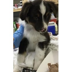 Photo of Tommy, adoptable Australian Shepherd in Jurupa Valley, California