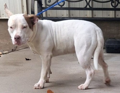 Photo of Tulip, adoptable Pit Bull Terrier in Killeen, Texas