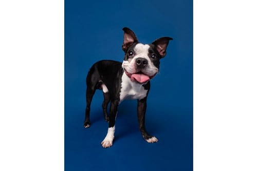Photo of Bark Twain, adoptable Boston Terrier in Romoland, California