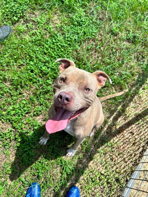 Photo of Zeus, adoptable Terrier in Abbeville, Louisiana