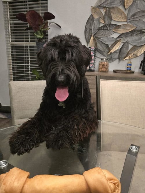 Photo of Kuma, adoptable Giant Schnauzer in Escondido, California