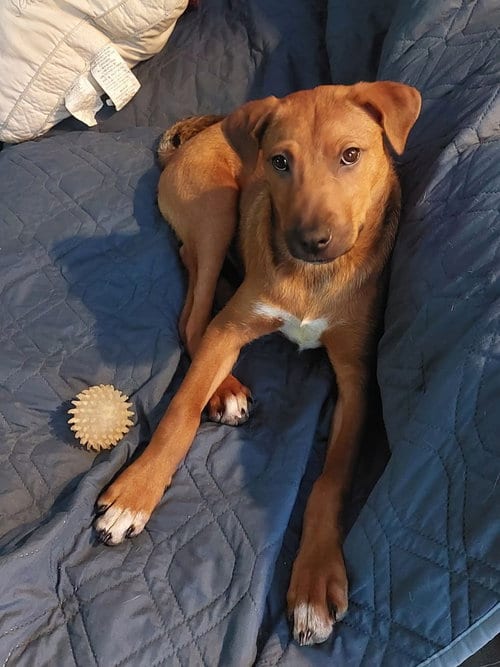 Photo of Peanut Butter, adoptable Shar Pei in Sedalia, Colorado
