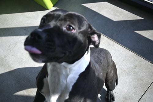 Photo of Ellie May, adoptable Pit Bull Terrier in Decatur, Illinois