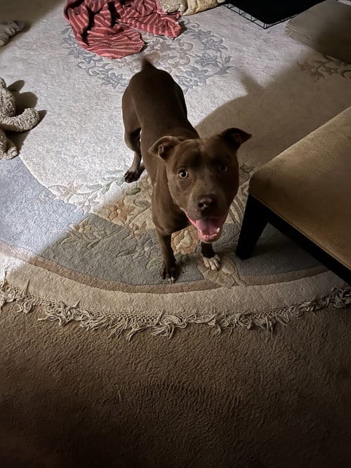 Photo of Allen J, adoptable Pit Bull Terrier in Woodland Hills, California