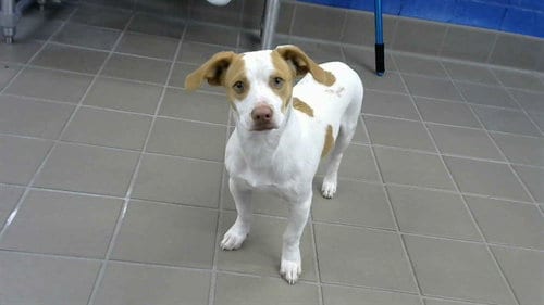 Photo of Sunny, adoptable Chihuahua in Albuquerque, New Mexico